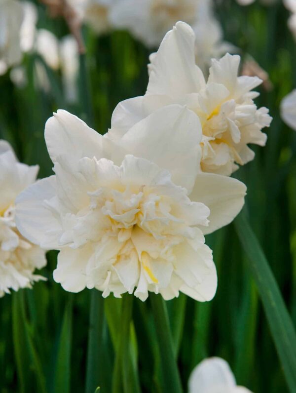 Narcissus Ice King