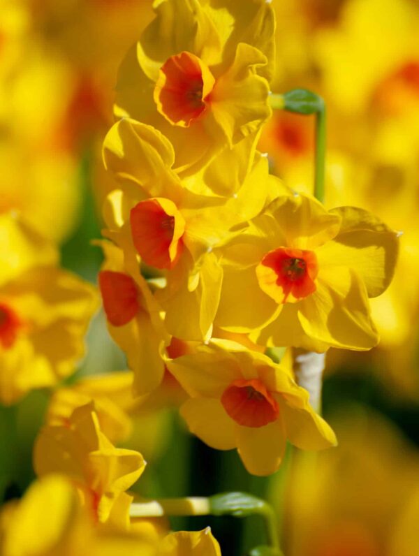 Narcissus Martinette