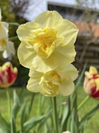 Narcissus Pencrebar