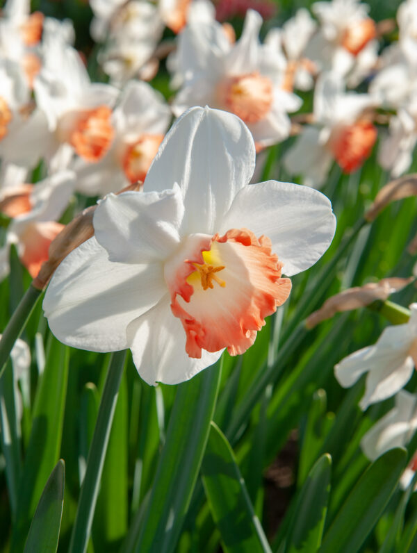 Narcissus Pink Charm