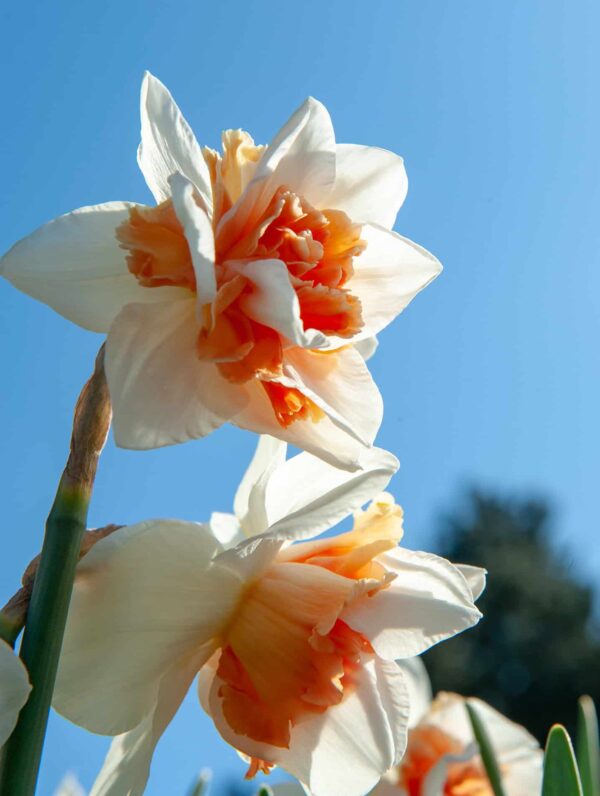 Narcissus Replete