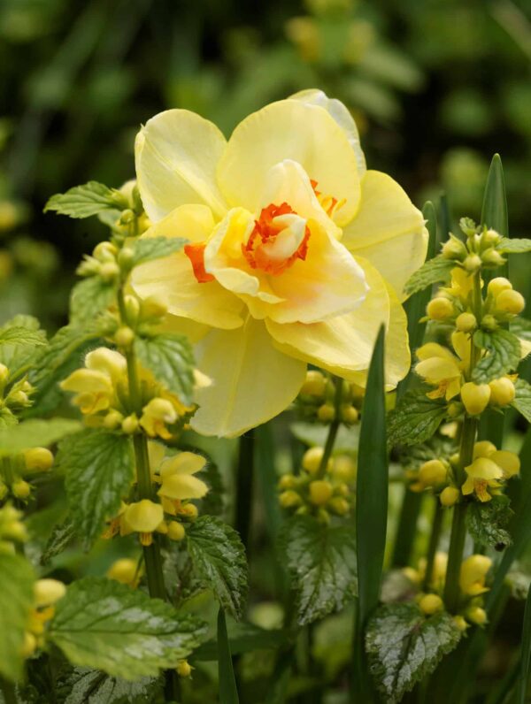Narcissus Tahiti