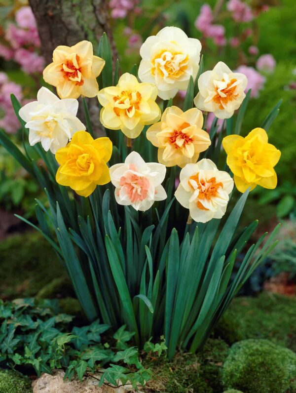 Narcissus Double Mixed