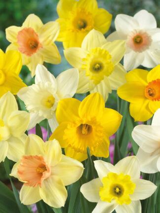 Narcissus Trumpet Mixed