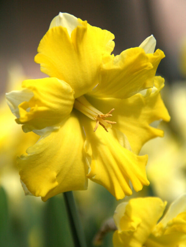 Narcissus Sunny Side Up