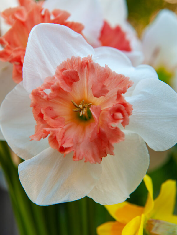 Narcissus Candy Princess