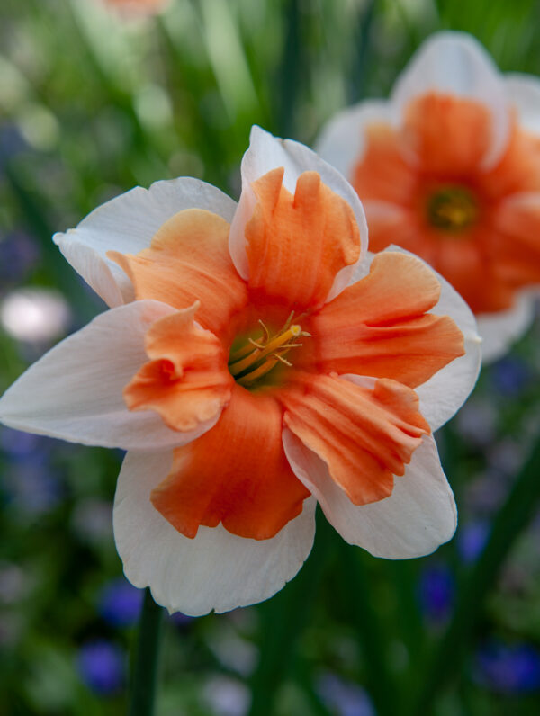 Narcissus Electrus