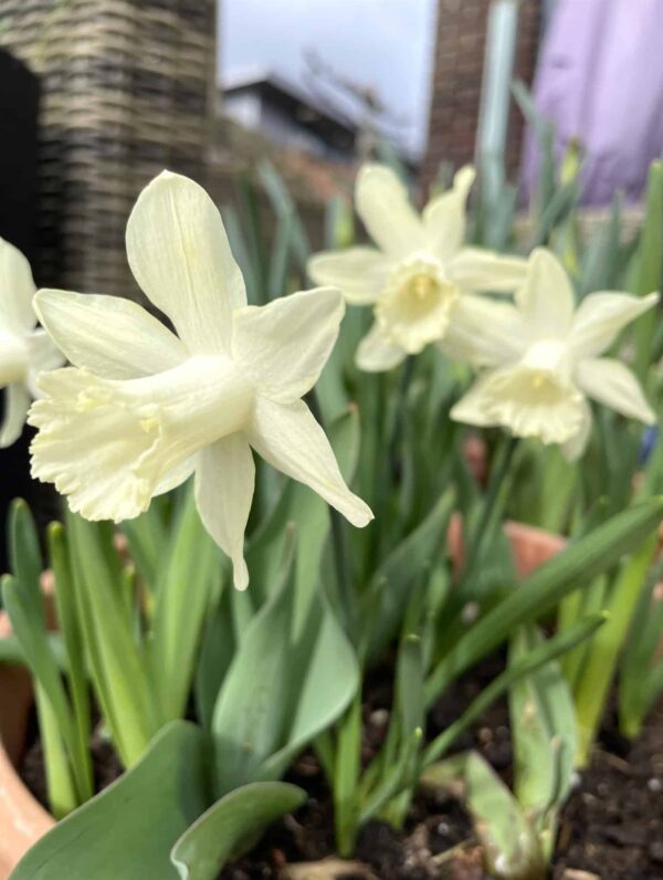Narcissus Ice Baby