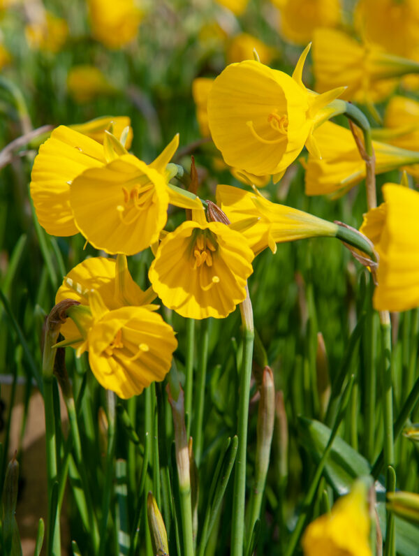 Narcissus Oxford Gold
