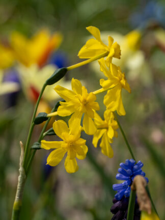 Narcissus Diego