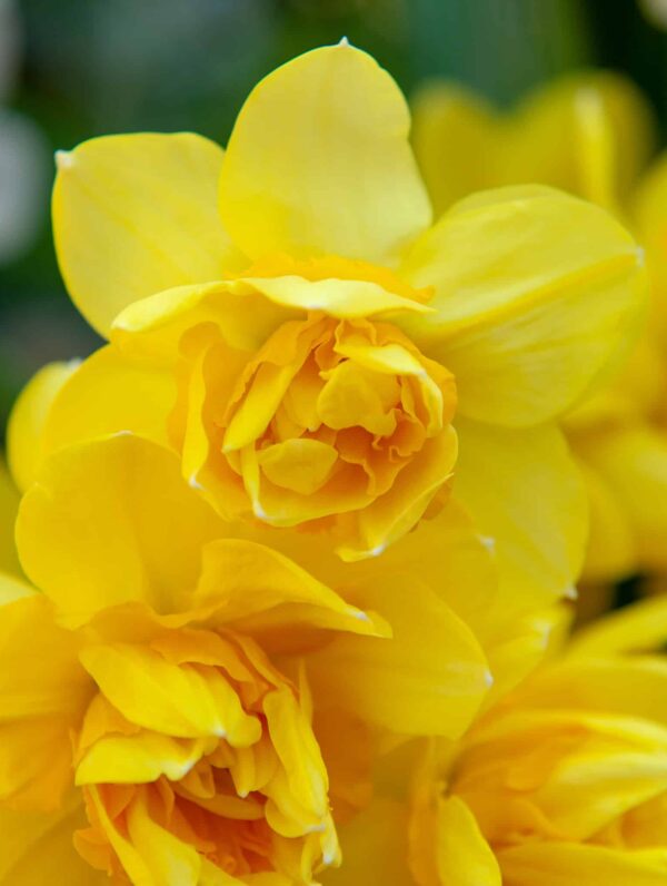 Narcissus Golden Delicious