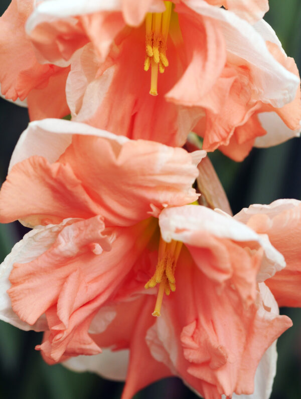 Narcissus Apricot Whirl