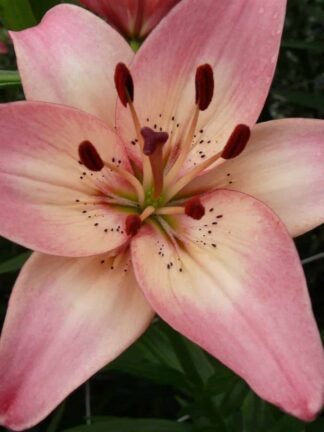 Lilium Rosella's Dream