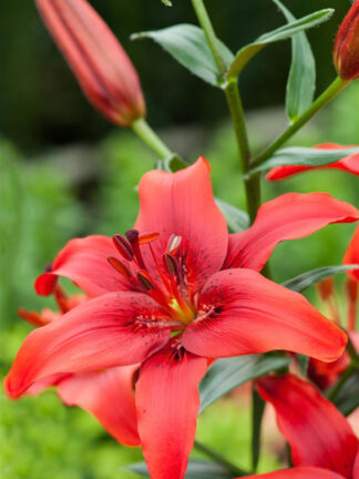 Lilium Red County