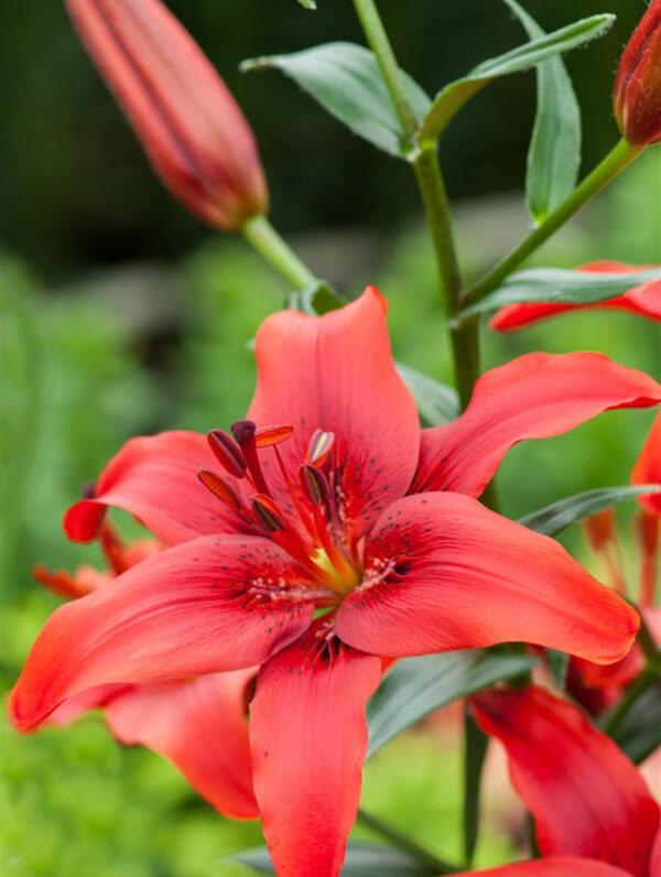 Lilium Red County