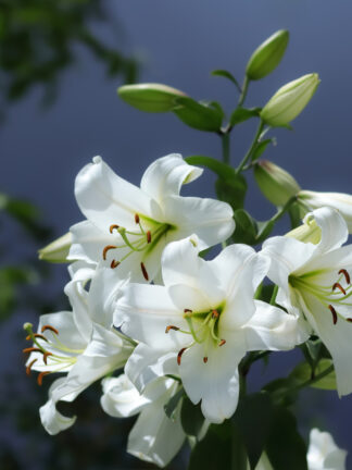 Lilium Pretty Woman
