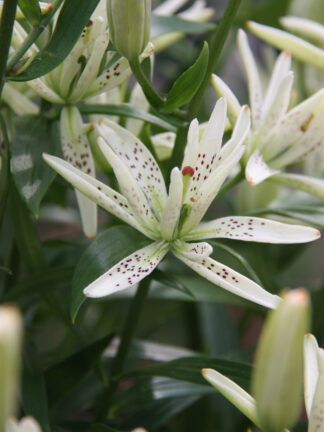 Lilium Must See
