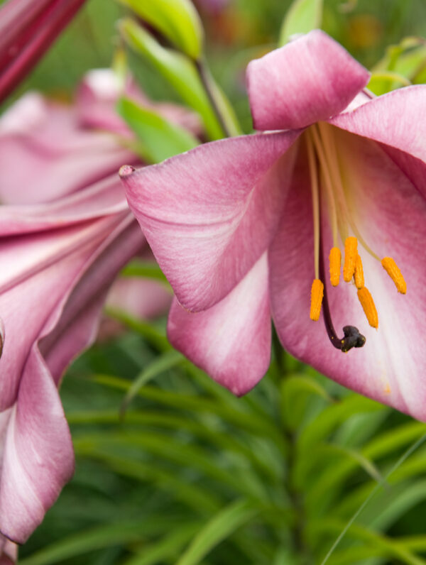 Lilium Pink Planet