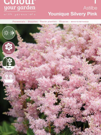Astilbe Younique Silvery Pink