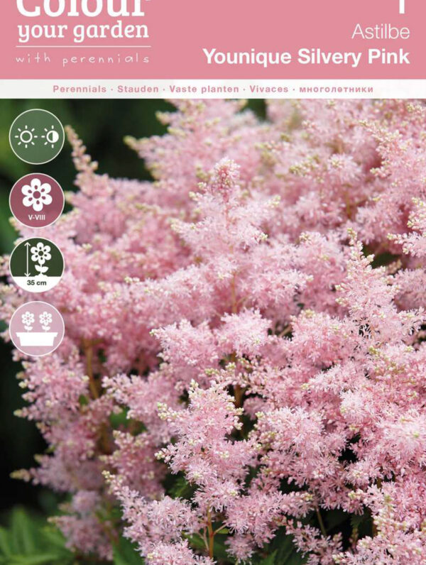 Astilbe Younique Silvery Pink