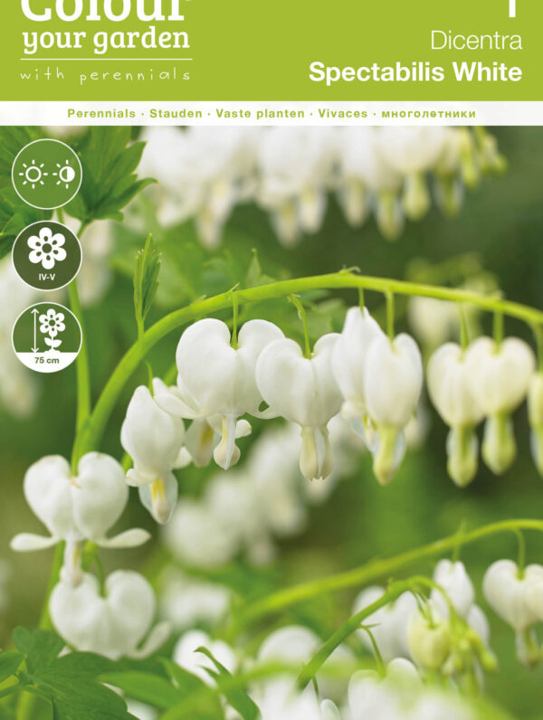 Dicentra Spectabilis White
