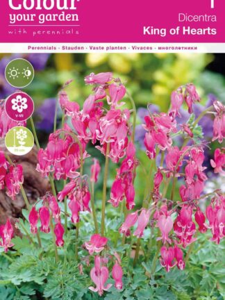Dicentra King of Hearts
