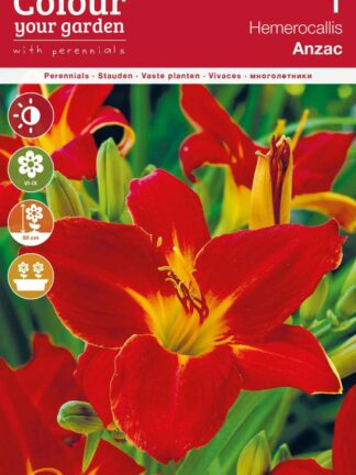 Hemerocallis Anzac