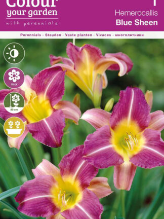 Hemerocallis Blue Sheen