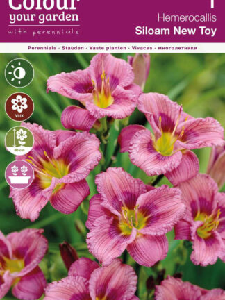 Hemerocallis Siloam New Toy