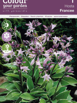 Hosta Francee