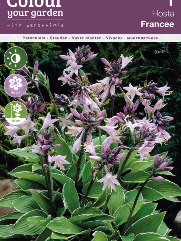 Hosta Francee
