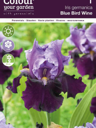 Iris germanica Blue Bird Wine