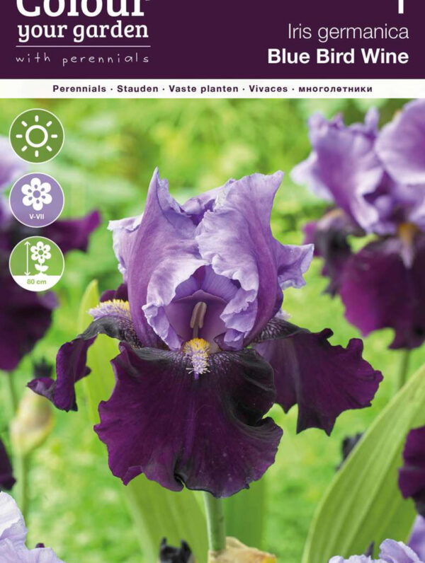 Iris germanica Blue Bird Wine