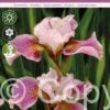 Iris sibirica Dance Ballerina Dance