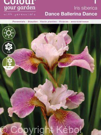 Iris sibirica Dance Ballerina Dance