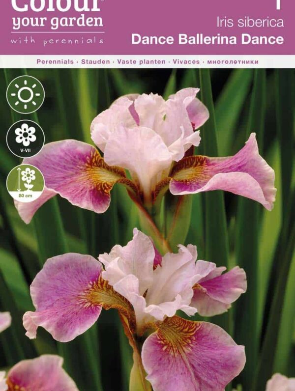 Iris sibirica Dance Ballerina Dance