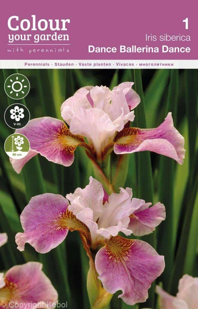 Iris sibirica Dance Ballerina Dance
