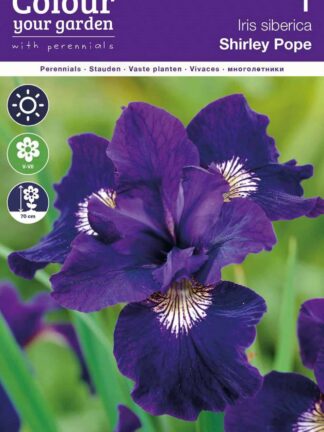 Iris sibirica Shirley Pope