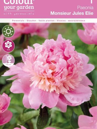 Paeonia Monsieur Jules Elie