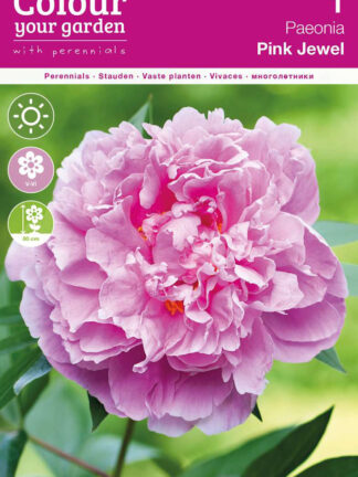Paeonia Pink Jewel