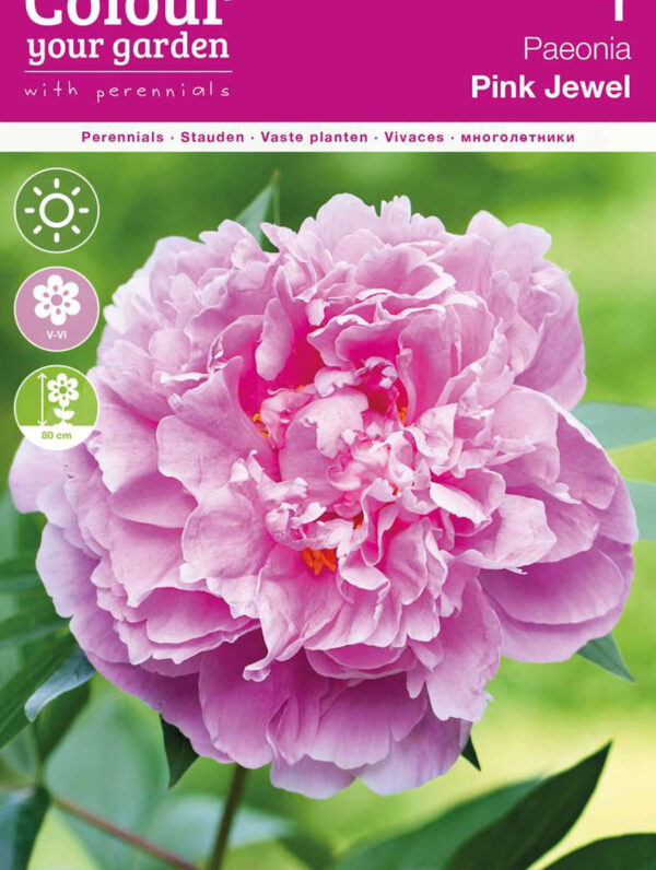 Paeonia Pink Jewel