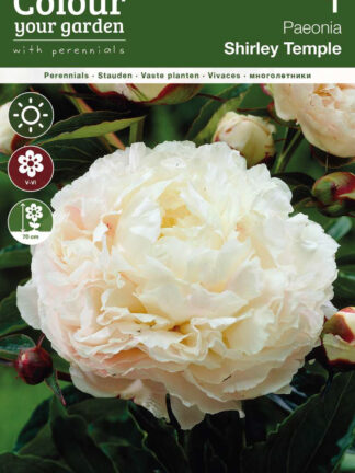 Paeonia Shirley Temple