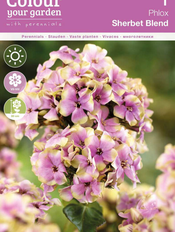 Phlox Paniculata Sherbet Blend 20x