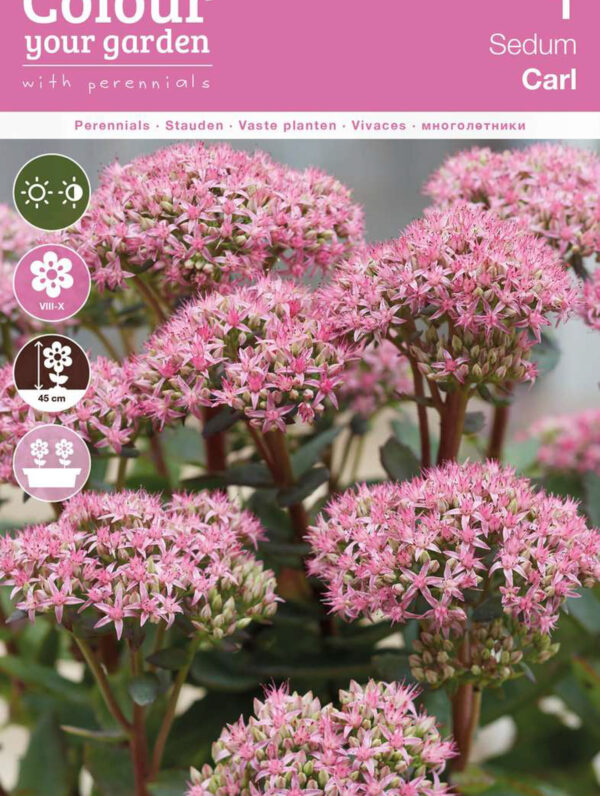 Sedum Carl