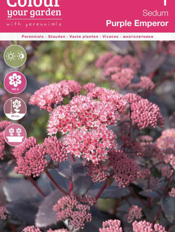 Sedum Purple Emperor