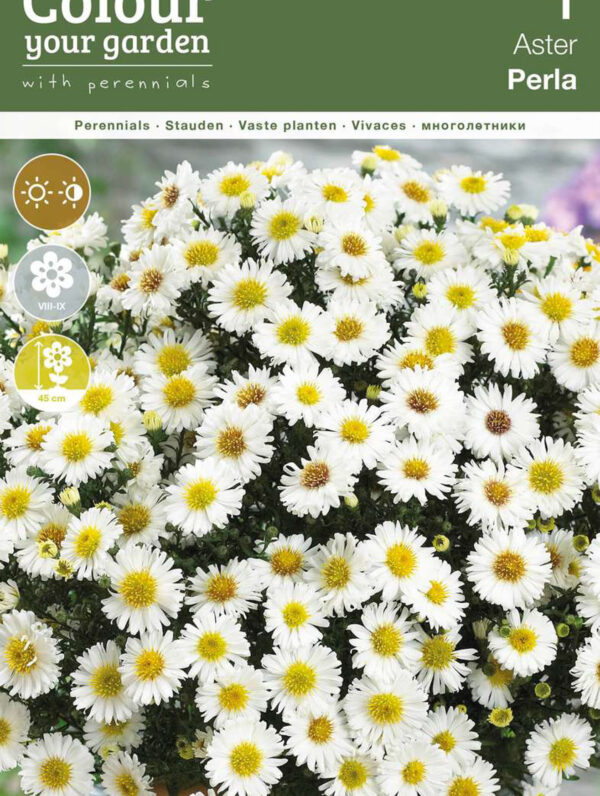 Aster dumosus Perla