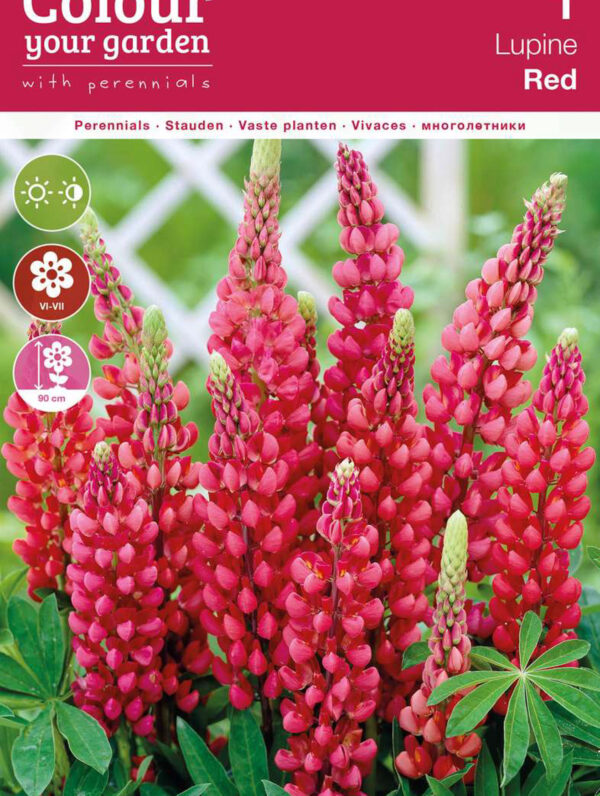 Lupine Red