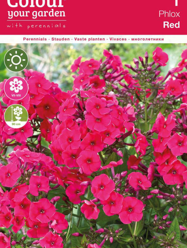 Phlox Paniculata Red