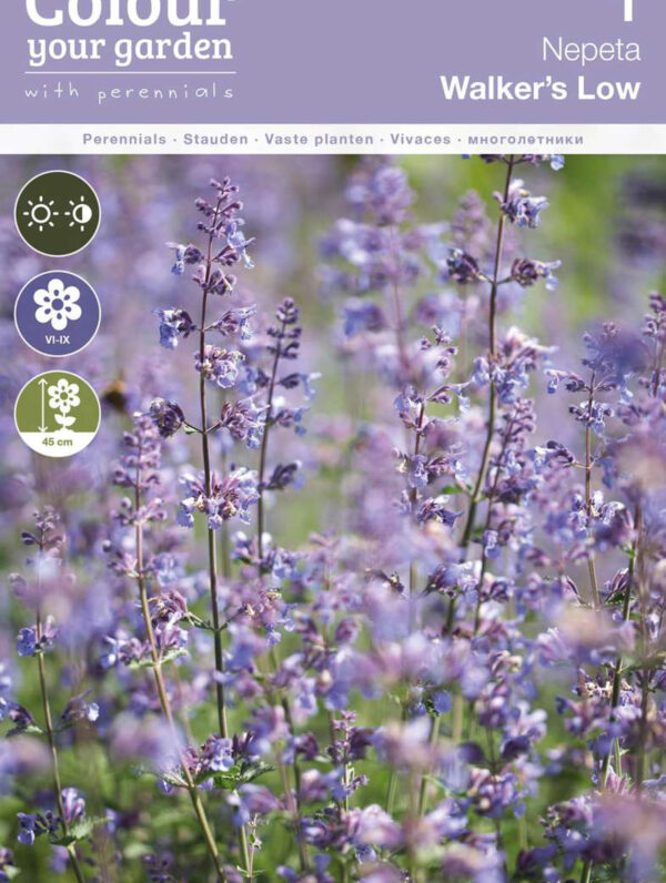 Nepeta Walker's Low