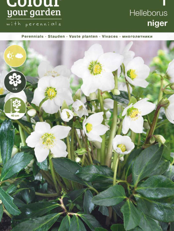 Helleborus Niger